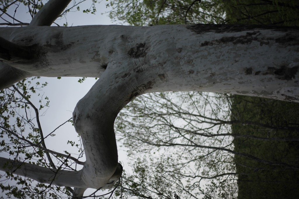 Sugar Hollow Sycamore Tree